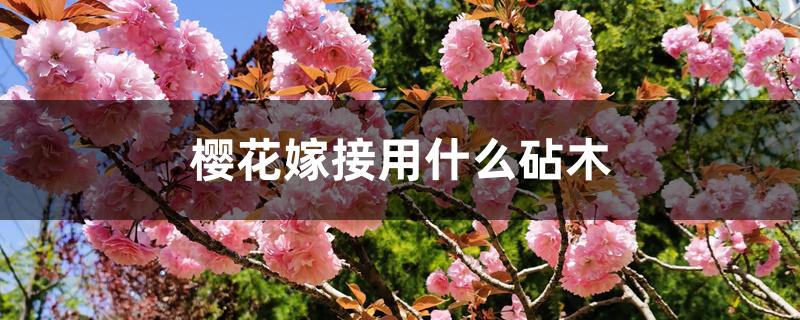 樱花嫁接用什么砧木 樱花嫁接用什么砧木