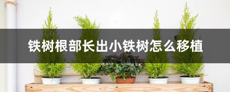 铁树根部长出小铁树怎么移植 铁树根部长出小铁树怎么移植