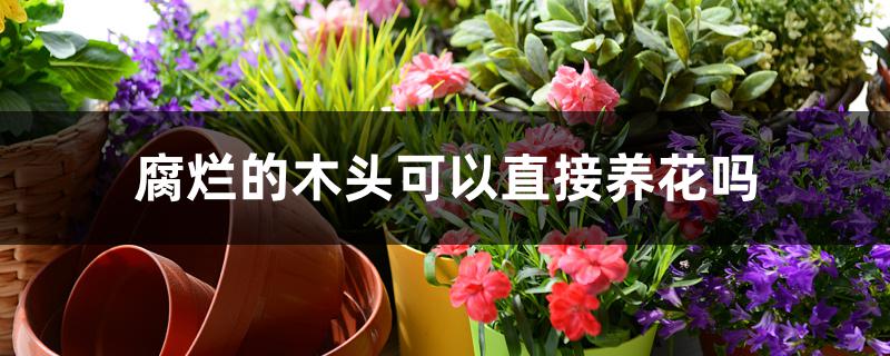 腐烂的木头可以直接养花吗 腐烂的木头可以直接养花吗