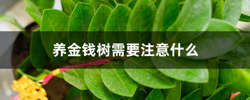 养金钱树需要注意什么 养金钱树需要注意什么