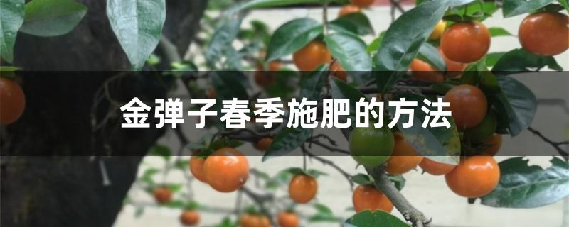 金弹子春季施肥的方法 金弹子春季施肥的方法