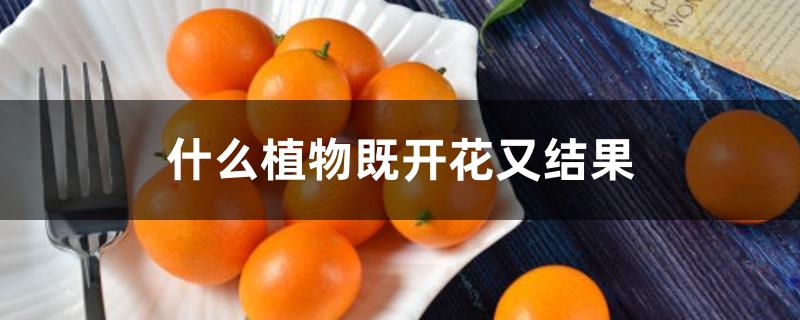 什么植物既开花又结果 什么植物既开花又结果