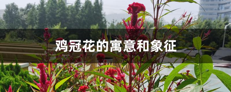 鸡冠花的寓意和象征 鸡冠花的寓意和象征