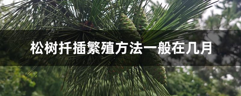 松树扦插繁殖方法一般在几月 松树扦插繁殖方法一般在几月