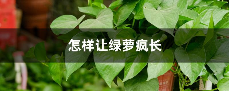 怎样让绿萝疯长 怎样让绿萝疯长