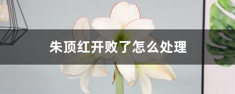 朱顶红开败了怎么处理 朱顶红开败了怎么处理