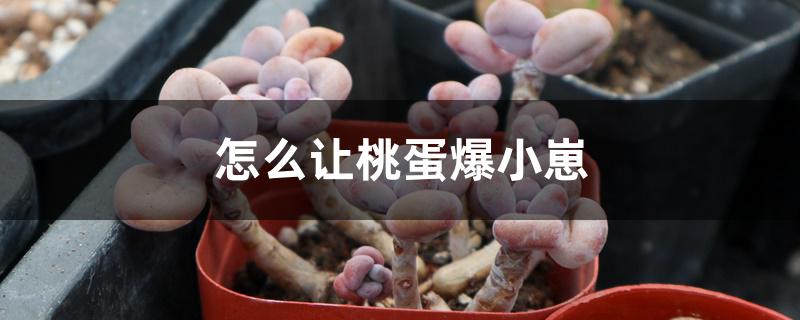 怎么让桃蛋爆小崽 怎么让桃蛋爆小崽