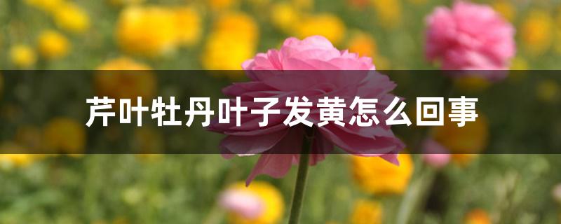 芹叶牡丹叶子发黄怎么回事 芹叶牡丹叶子发黄怎么回事