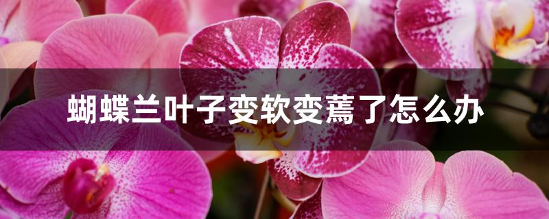 蝴蝶兰叶子变软变蔫了怎么办 蝴蝶兰叶子变软变蔫了怎么办