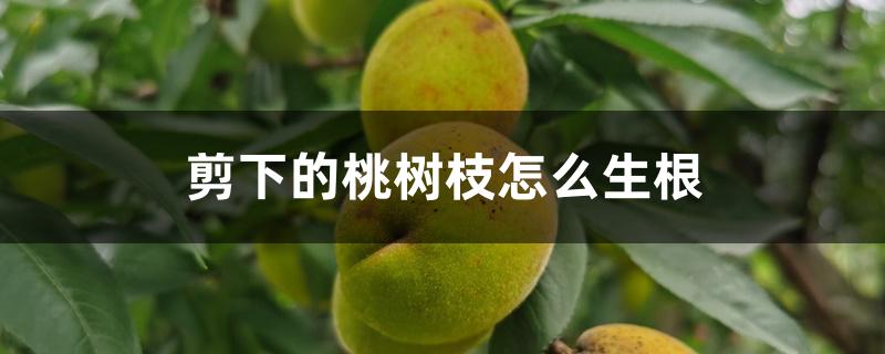 剪下的桃树枝怎么生根 剪下的桃树枝怎么生根