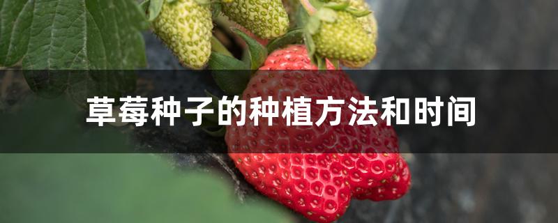 草莓种子的种植方法和时间 草莓种子的种植方法和时间