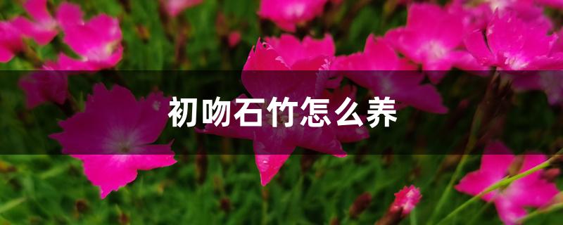 初吻石竹怎么养 初吻石竹怎么养