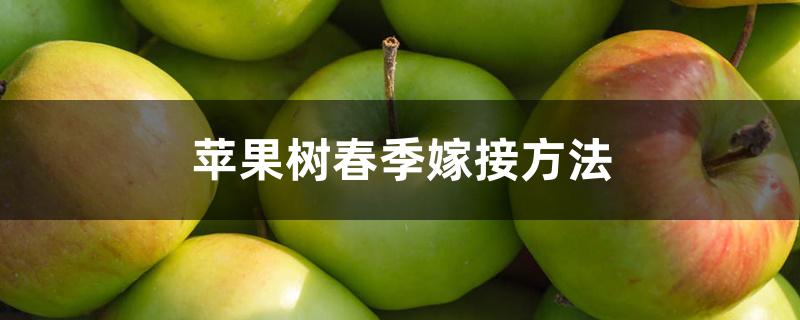 苹果树春季嫁接方法 苹果树春季嫁接方法