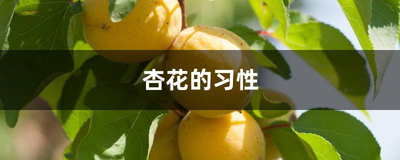杏花的习性 杏花的习性