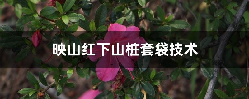 映山红下山桩套袋技术