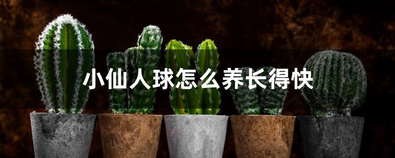 小仙人球怎么养长得快 小仙人球怎么养长得快