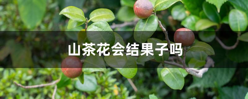 山茶花会结果子吗 山茶花会结果子吗