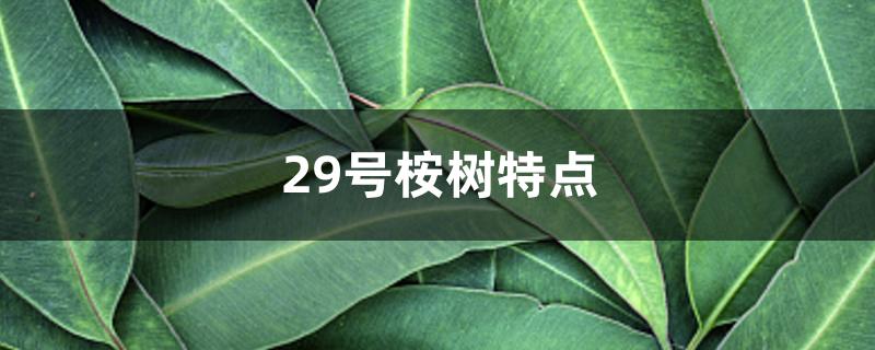 29号桉树特点 29号桉树特点
