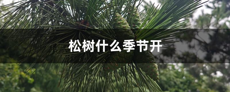 松树什么季节开 松树什么季节开