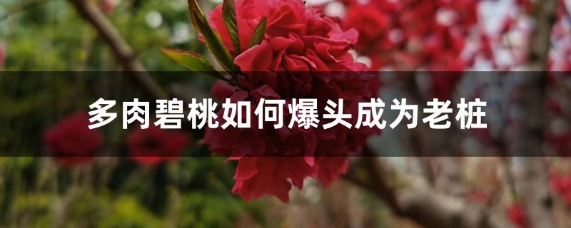 多肉碧桃如何爆头成为老桩 多肉碧桃如何爆头成为老桩