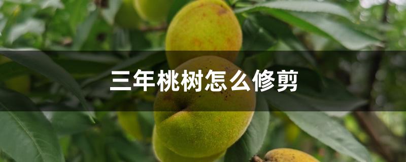 三年桃树怎么修剪 三年桃树怎么修剪