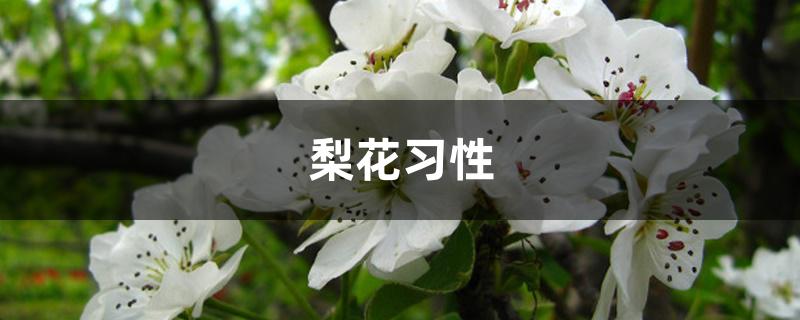 梨花习性 梨花习性