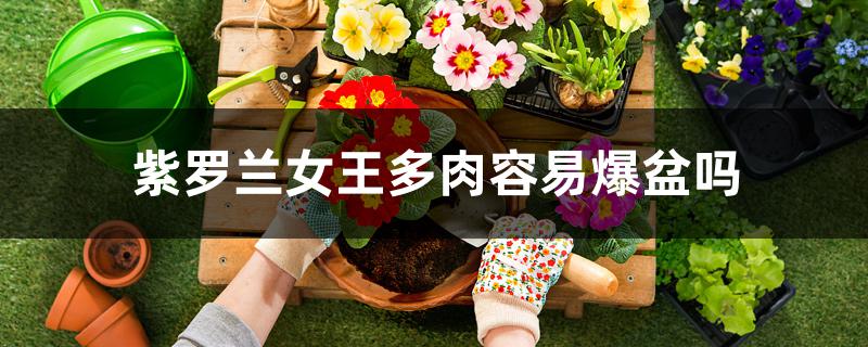 紫罗兰女王多肉容易爆盆吗 紫罗兰女王多肉容易爆盆吗