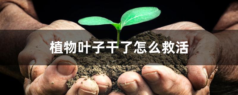 植物叶子干了怎么救活 植物叶子干了怎么救活
