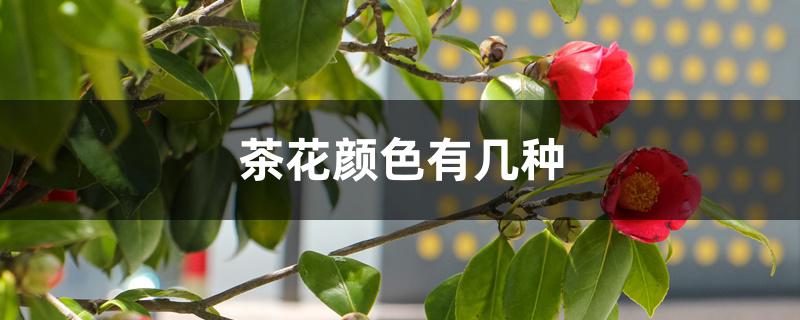 茶花颜色有几种 茶花颜色有几种