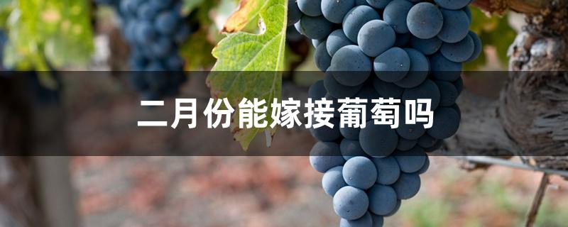 二月份能嫁接葡萄吗 二月份能嫁接葡萄吗