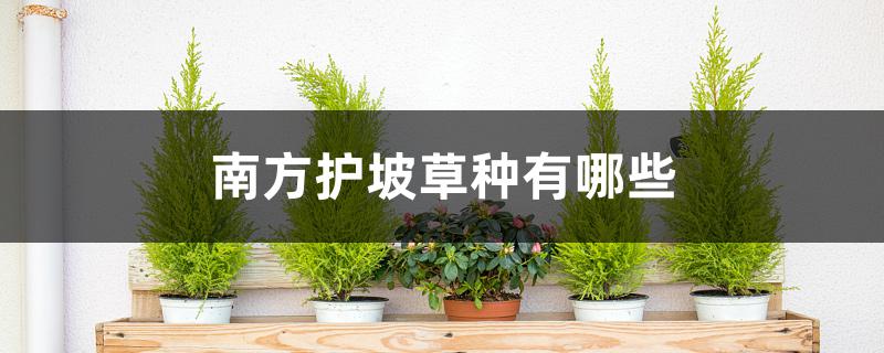南方护坡草种有哪些