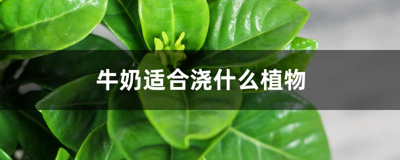 牛奶适合浇什么植物 牛奶适合浇什么植物