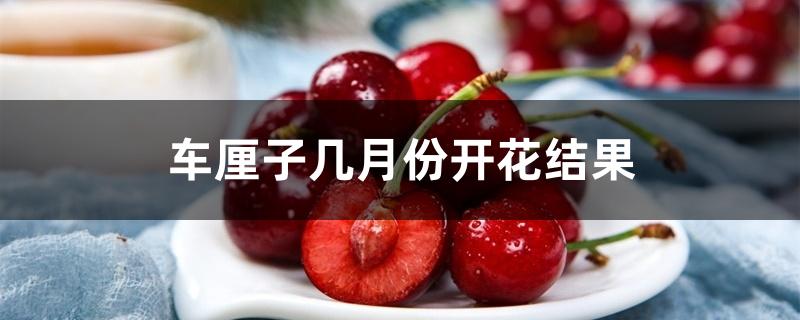 车厘子几月份开花结果 车厘子几月份开花结果