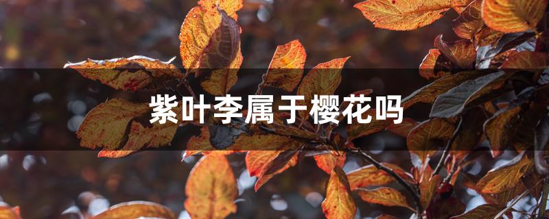 紫叶李属于樱花吗 紫叶李属于樱花吗