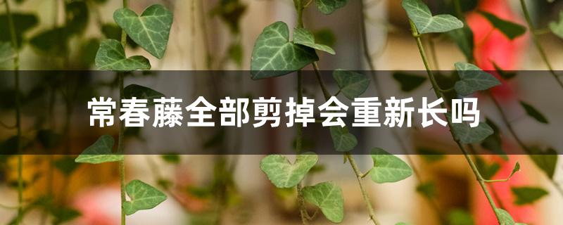 常春藤全部剪掉会重新长吗 常春藤全部剪掉会重新长吗