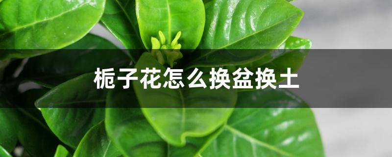 栀子花怎么换盆换土 栀子花怎么换盆换土
