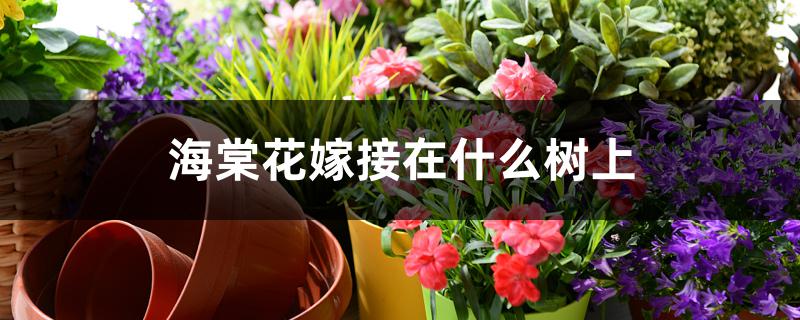 海棠花嫁接在什么树上 海棠花嫁接在什么树上