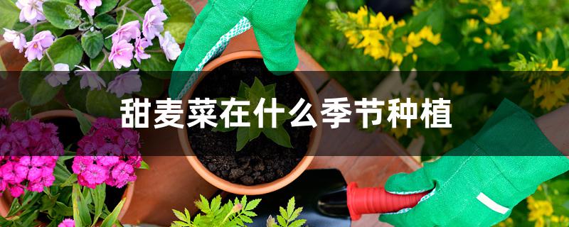 甜麦菜在什么季节种植