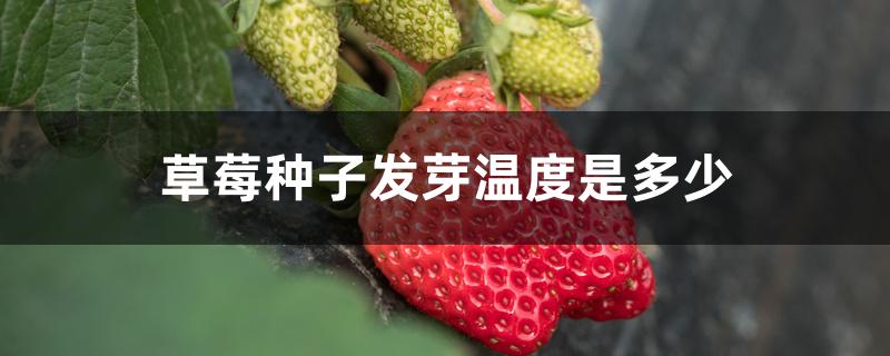 草莓种子发芽温度是多少 草莓种子发芽温度是多少