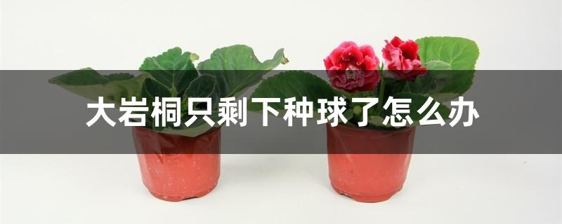 大岩桐只剩下种球了怎么办 大岩桐只剩下种球了怎么办