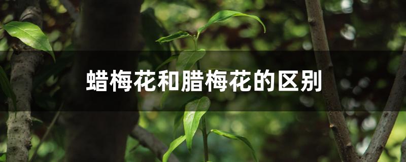 蜡梅花和腊梅花的区别 蜡梅花和腊梅花的区别