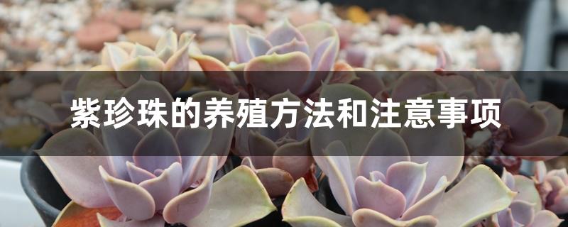 紫珍珠的养殖方法和注意事项 紫珍珠的养殖方法和注意事项