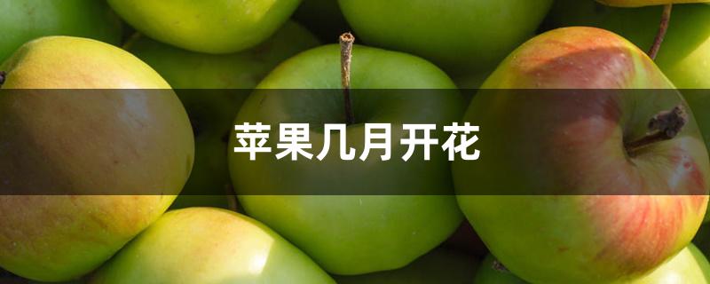 苹果几月开花 苹果几月开花