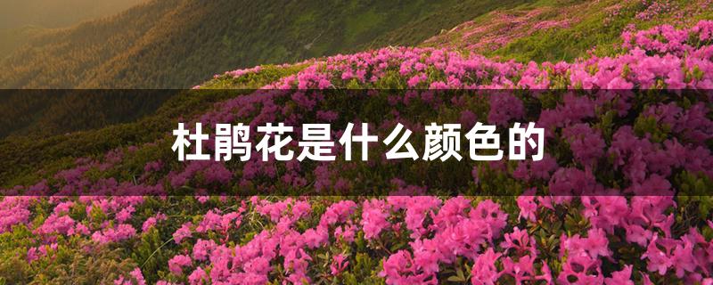 杜鹃花是什么颜色的 杜鹃花是什么颜色的