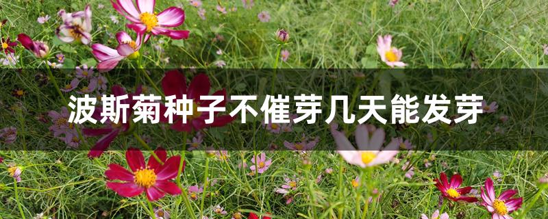 波斯菊种子不催芽几天能发芽 波斯菊种子不催芽几天能发芽
