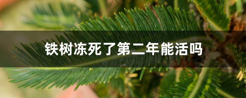 铁树冻死了第二年能活吗 铁树冻死了第二年能活吗