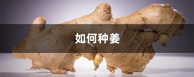 如何种姜 如何种姜