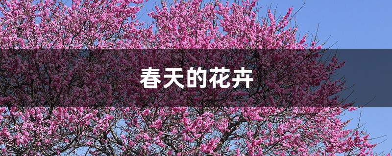 春天的花卉 春天的花卉