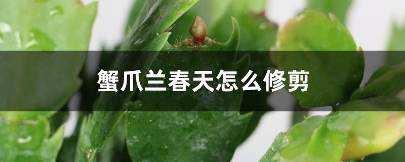 蟹爪兰春天怎么修剪 蟹爪兰春天怎么修剪
