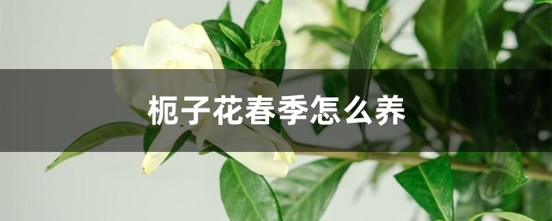 栀子花春季怎么养 栀子花春季怎么养